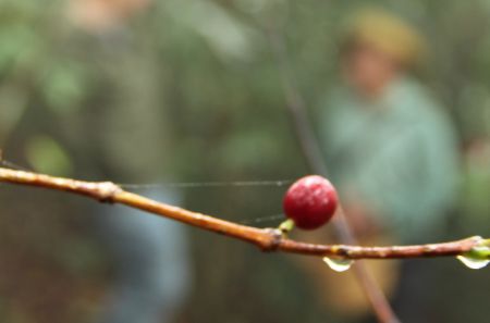 The "last lonely bean." The impacts of Roya have been drastic on Central American coffee producers. Photo by Chelsea Bay Dennis