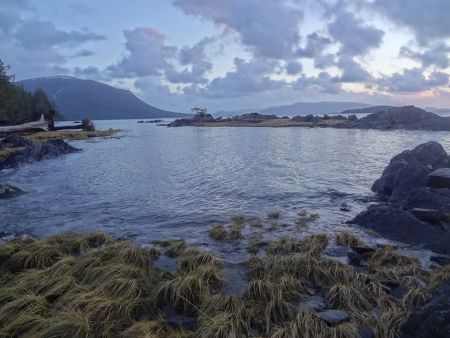 Eel grass of the Flora Banks