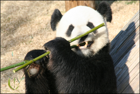 Pandas like this get their own jet plane and cost taxpayers approximately $10 million for a visit. [Photo: Chris Wieland]