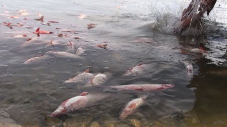 By-catch on Lake Winnipeg. Critics say a quota system, coupled with government inaction on potential campaigns, is leading to the illegal practice.