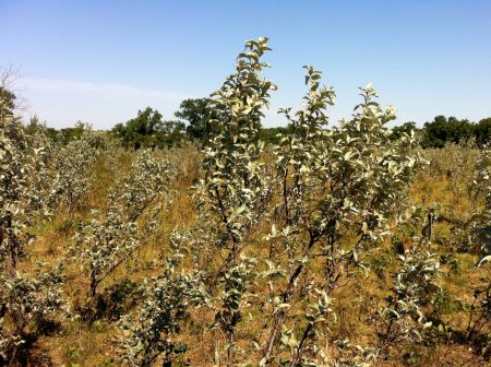 Much of the land under the Prairie Farm Rehabilitation Administration is endangered tall grass prairie. Photo by Sheldon Birnie